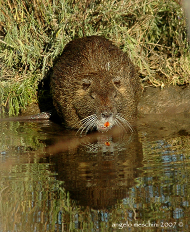 Emozione Nutria